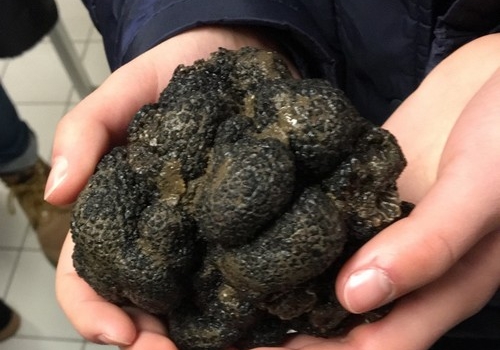 Projet « Génome de la Truffe » des STL